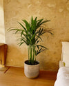 Palma Areca L - Pur Plant
