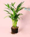 Palma Areca L - Pur Plant