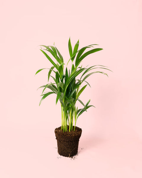 Palmeira-areca M