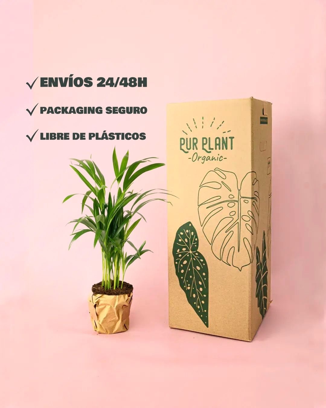 Palma Areca M - Pur Plant