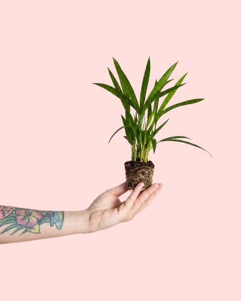 Palmeira Areca Mini