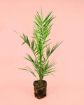 Palmeira das Canárias M