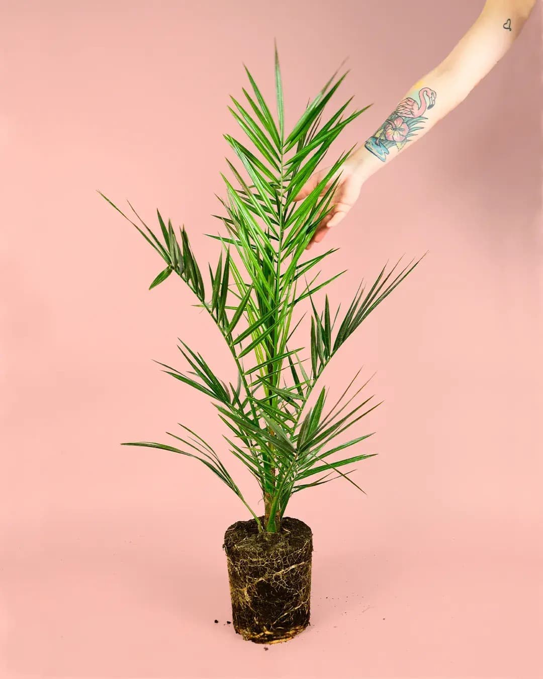 Palmera Canaria M - Pur Plant