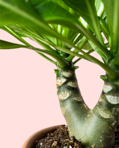 Palmera Hawaiana M - Pur Plant
