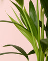 Palmera Kentia L - Pur Plant
