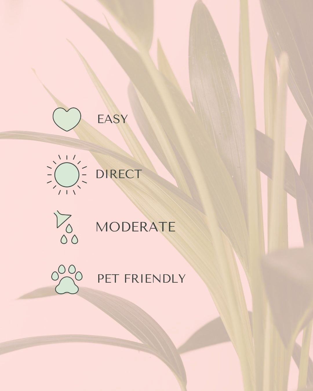 palmera-kentia-l-care