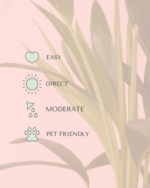 palmera-kentia-l-care
