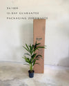 palmera-kentia-l-packaging