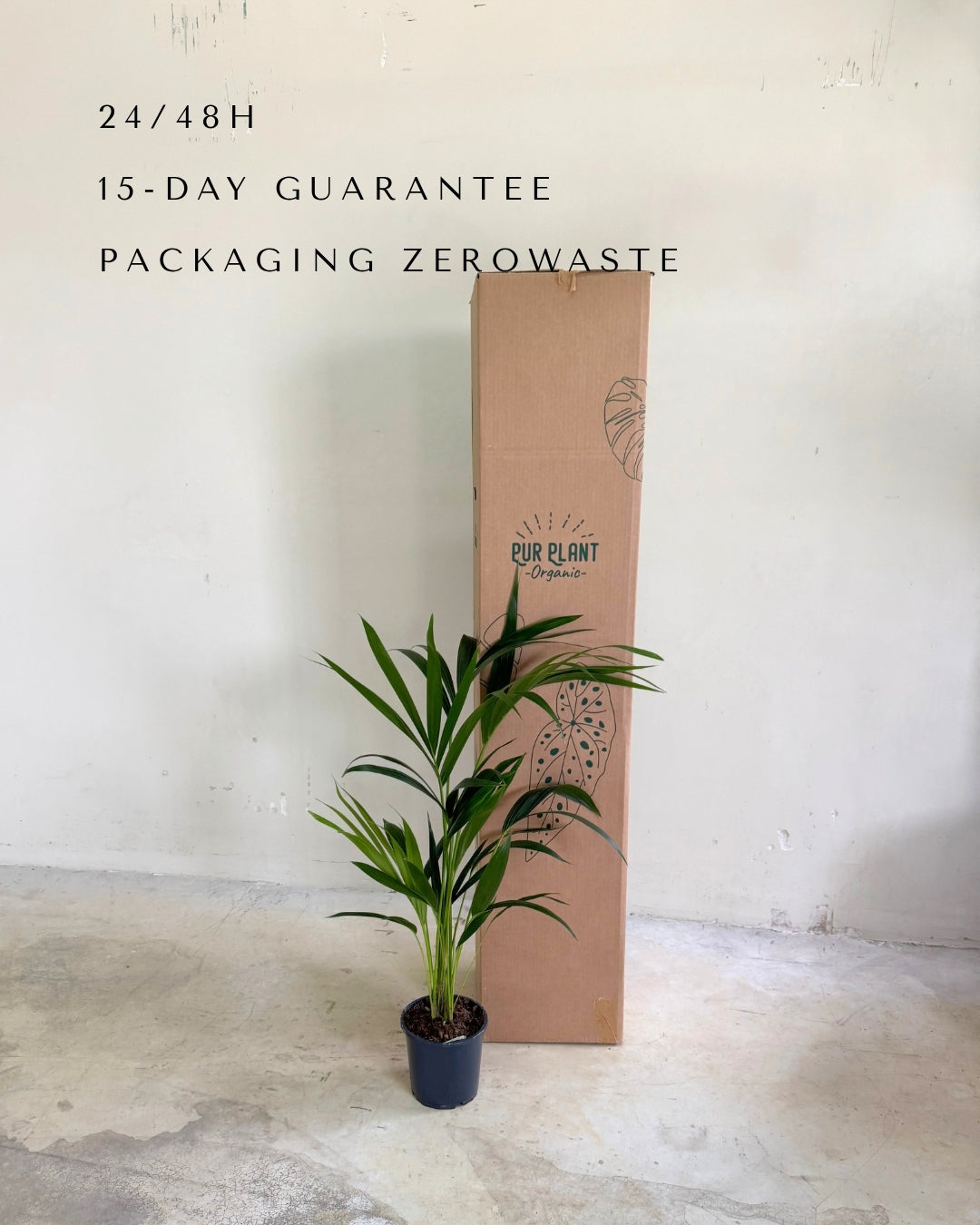 palmera-kentia-l-packaging