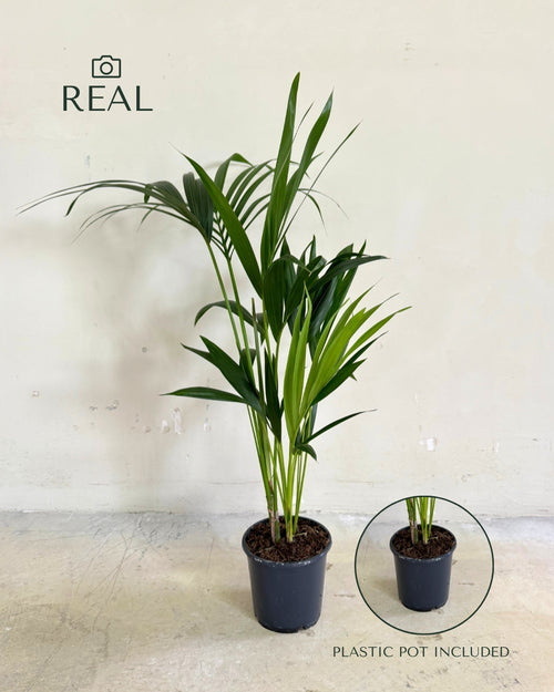 palmera-kentia-l-real
