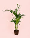 palmera-kentia-l-