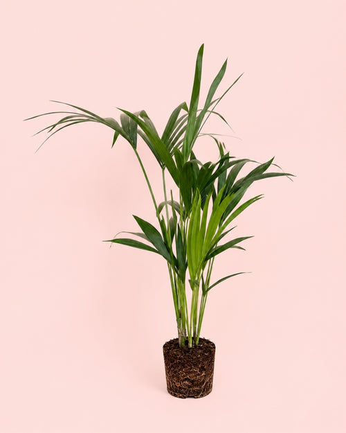 palmera-kentia-l-