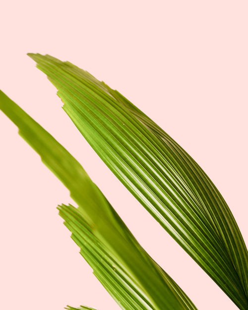 Palmera Licuala Grandis M - Pur Plant