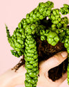 Pangolin Kisses Mini - Pur Plant