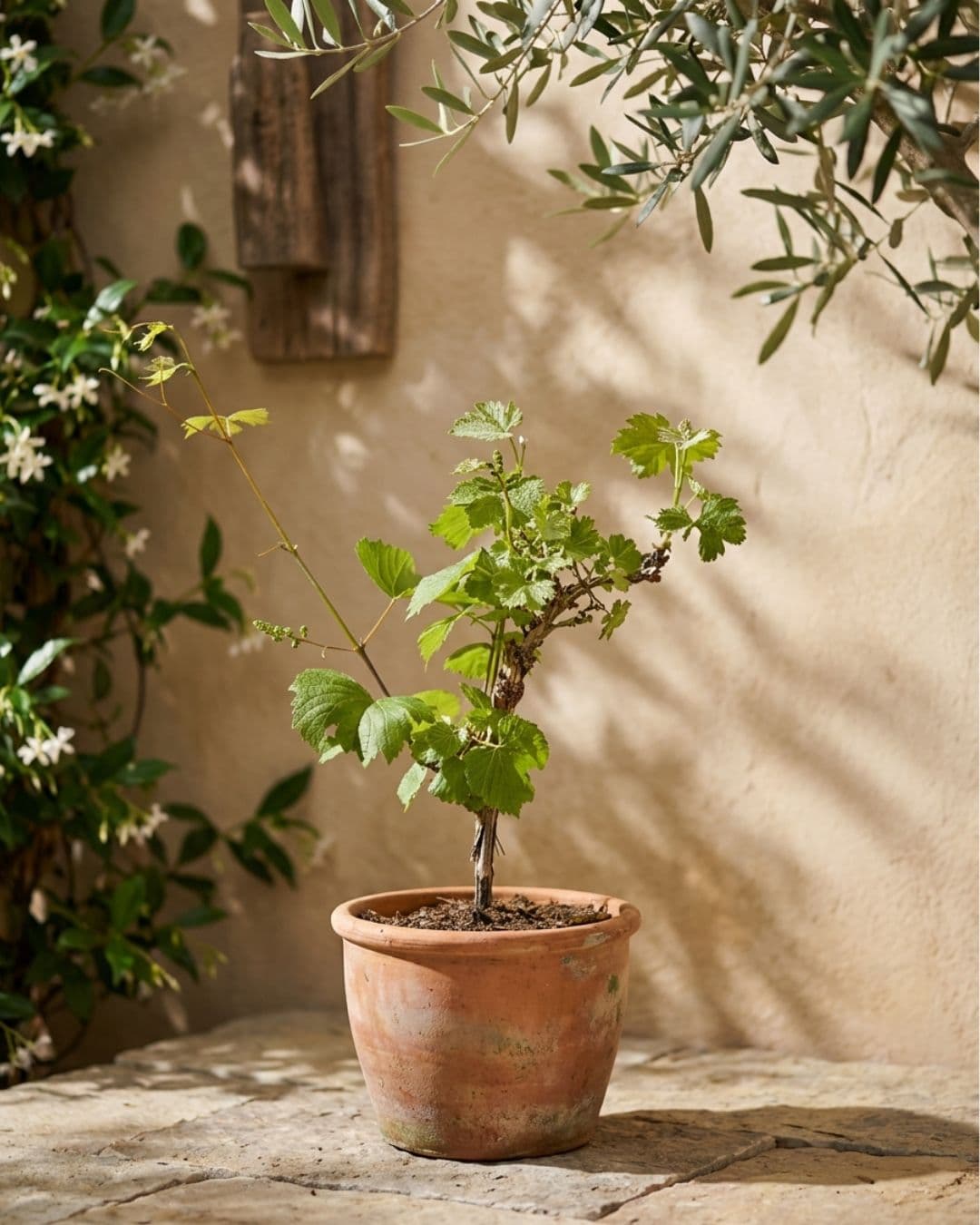 Parra Bonsái - Vitis Vinifera - Pur Plant
