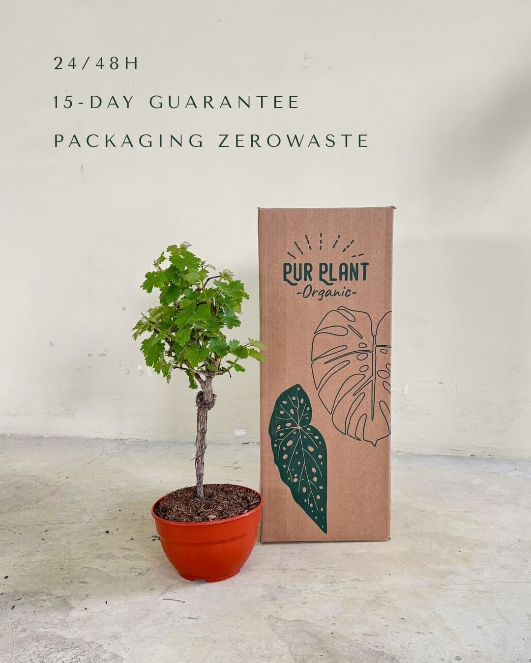Parra Bonsái - Vitis Vinifera - Pur Plant