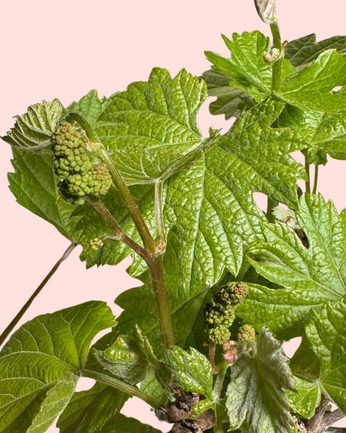 Parra Bonsái - Vitis Vinifera - Pur Plant