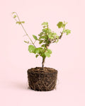Parra Bonsai - Vitis Vinifera