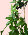 Passiflora M - Pur Plant