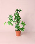 Passiflora M