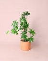 Passiflora M - Pur Plant