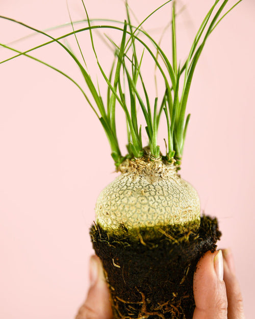 Pata de Elefante Mini - Pur Plant
