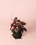 Peperomia Damasco M
