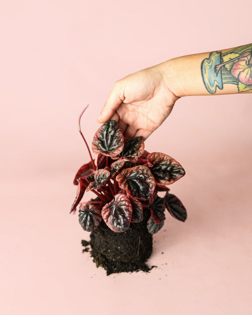 Peperomia Abricot M - Pur Plant