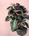 Peperomia Albovittata Colombiana Mini - Pur Plant