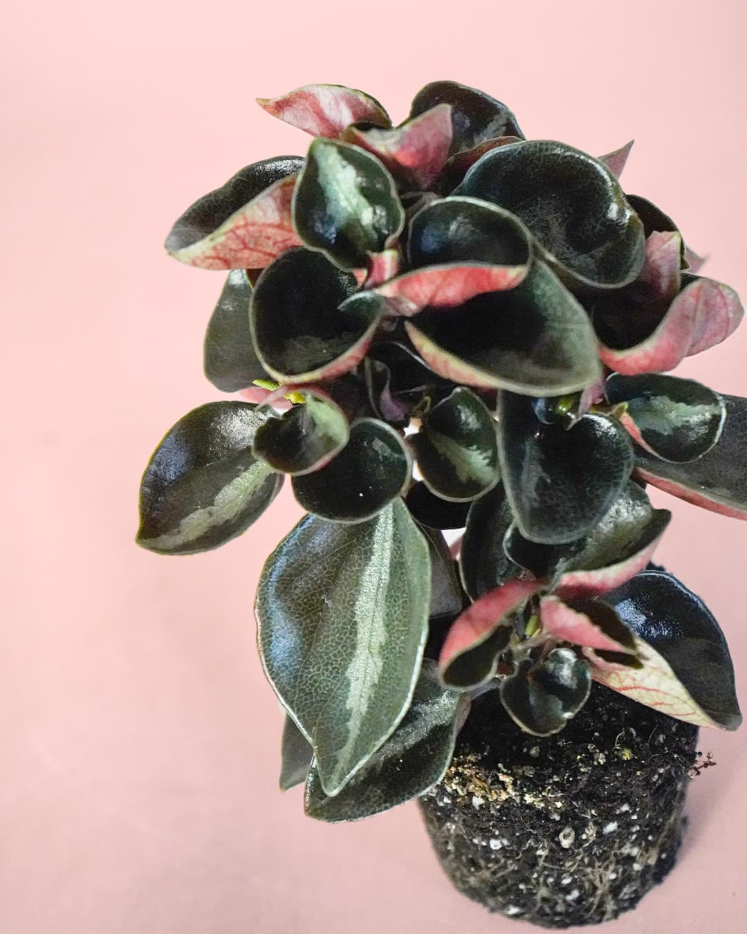 Peperomia Albovittata Colombiana Mini - Pur Plant