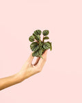 Peperomia Albovittata Mini