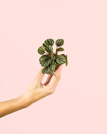 Peperomia Albovittata Mini