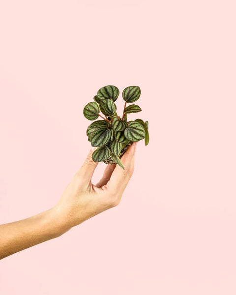 Peperomia Albovittata Mini