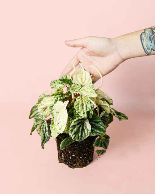 Peperomia Buenos Aires M - Pur Plant