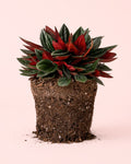 Peperomia Caperata Rosso M