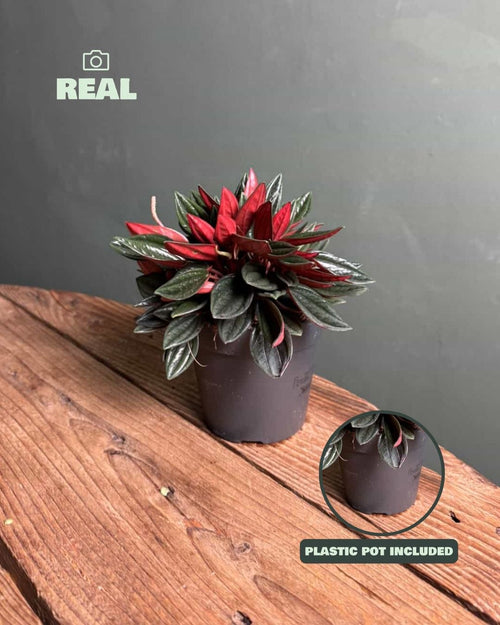 Peperomia Caperata Rosso M - Pur Plant