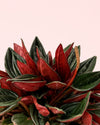 Peperomia Caperata Rosso M - Pur Plant