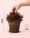 Peperomia Caperata Rosso M - Pur Plant