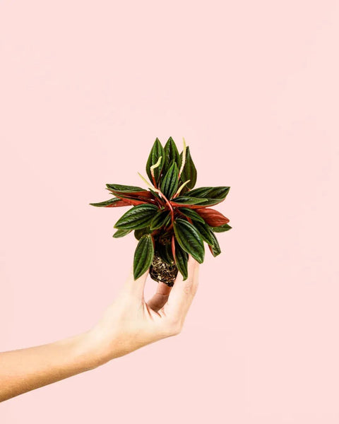 Peperomia Caperata Rosso Mini