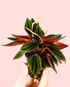 Peperomia Caperata Rosso Mini - Pur Plant