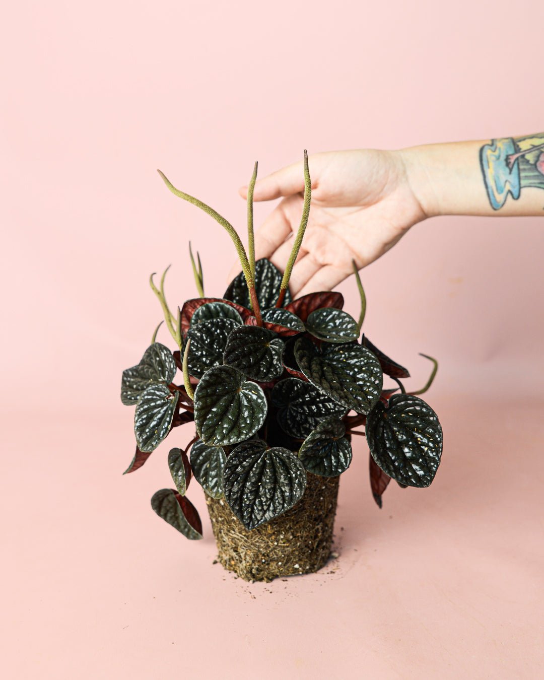 Peperomia Chocolate M - Pur Plant