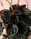 Peperomia Chocolate M - Pur Plant