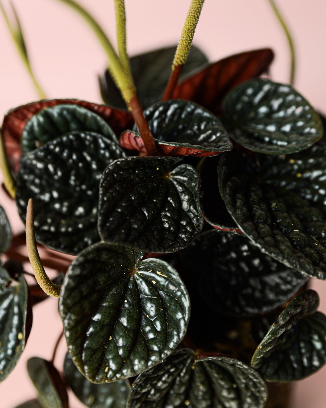 Peperomia Chocolate M - Pur Plant