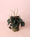 Peperomia Chocolate M - Pur Plant