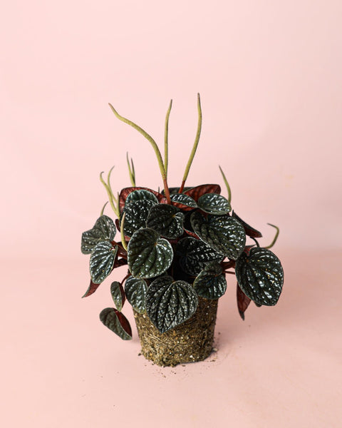Peperomia Chocolate M