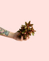 Peperomia Graveolens Mini - Pur Plant