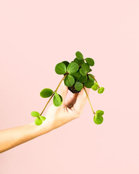 Peperomia Hope Mini