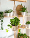 Peperomia Hope Mini - Pur Plant