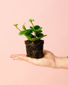 Peperomia Hope Mini - Pur Plant