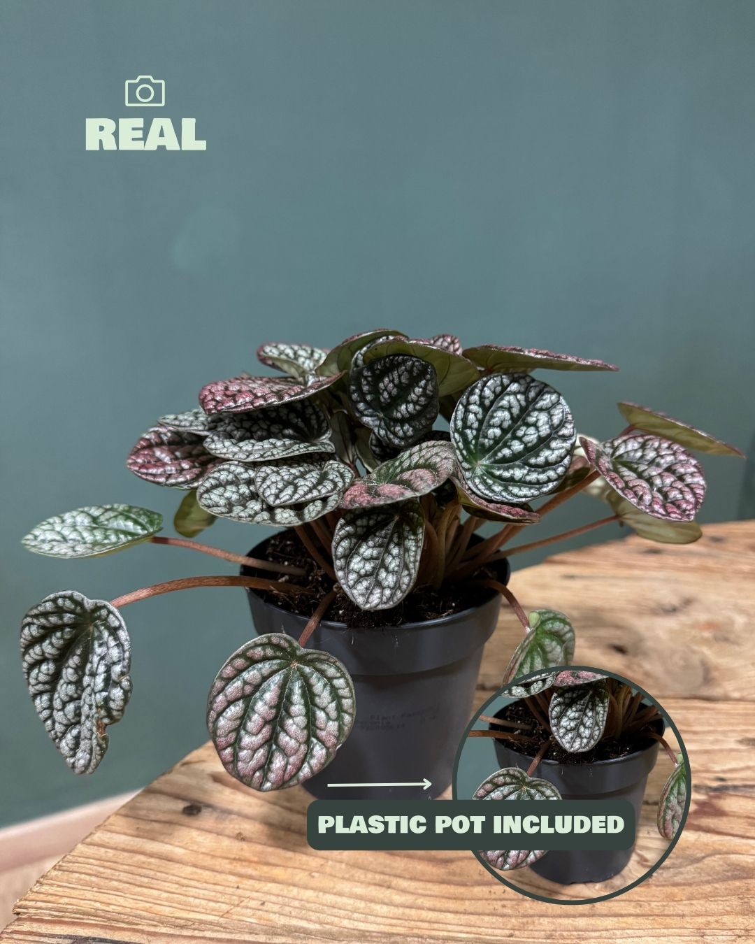 Peperomia Lucinda M - Pur Plant